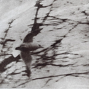 oiseau-en-vol-arbres-flous-varsovie-pologne-bromoil